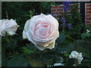 Rosier Perle d'Amour